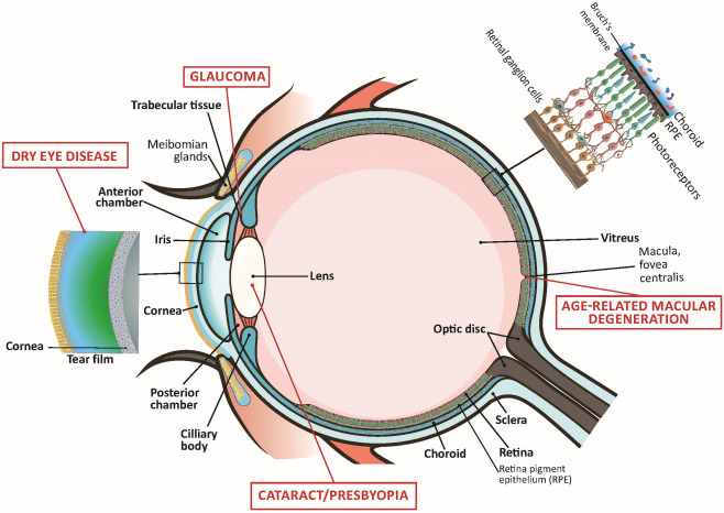 During aging, the eye undergoes several structural and functional changes that increase vulnerability to ophthalmic diseases. (Source: https://www.sciencedirect.com/science/article/abs/pii/B9780323988049000013)