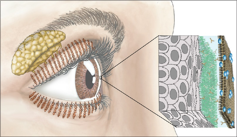 Schematic shows the location of lacrimal and meibomian glands in the eye (Source: https://journals.lww.com/ijo/fulltext/2023/04000/lacrimal_and_meibomian_gland_evaluation_in_dry_eye.11.aspx)